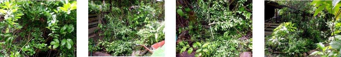 Images of trimming and composting in tropical backyard