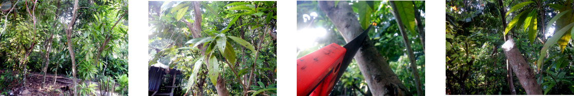 Images of tree being trimmed in
        tropical backyard