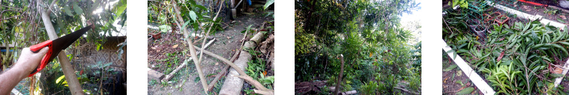 Images of tree trimming in tropical backyard