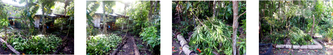 Images of trimmed trees in tropical backyard