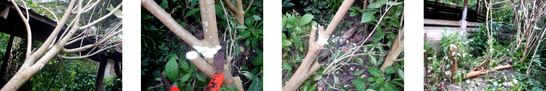 Images of trimmed tropical backyard mulberry tree