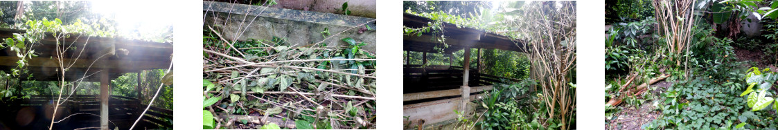 Images of felled tree being trimmed in
        tropical backyard