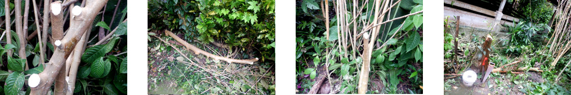 Images of clearing up felled mulberry
        tree in tropical backyard