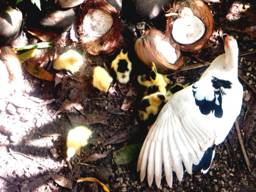 Image of newly born ducklings in
        tropical backyard