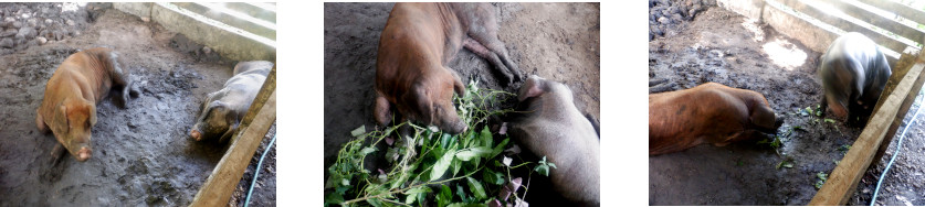 Images of sick tropical backyard pig, hopefully,
        recovering