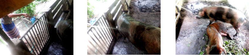 Images of
            tropical backyard pigs getting a shower