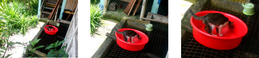 Images of a thirsty cat in a tropical
        backyard