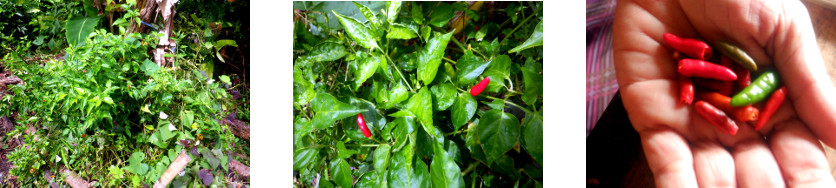 Images of a small chilie harvest from
        tropical backyard