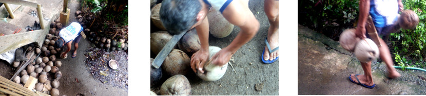 Images of man getting a few tropical
        backyard coconuts