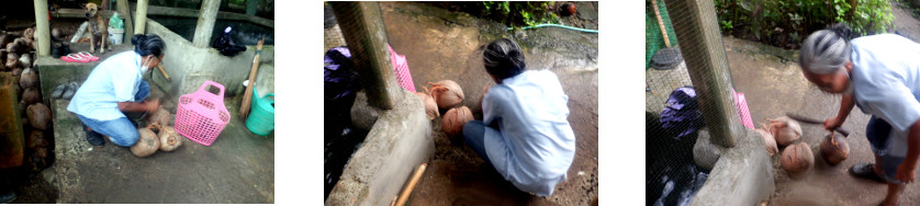 Imaes of woman selecting coconuts