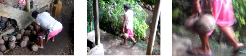 Images of man with coconuts in tropicalo backyard