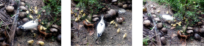 Images of duck with ducklings in
        tropical backyard
