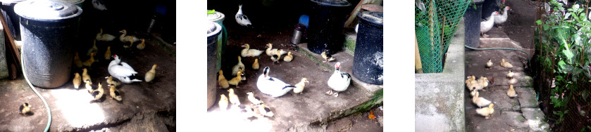 Images of ducklings in tropical
        backyard