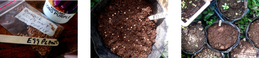 Images of eggplant potted in tropical backyard