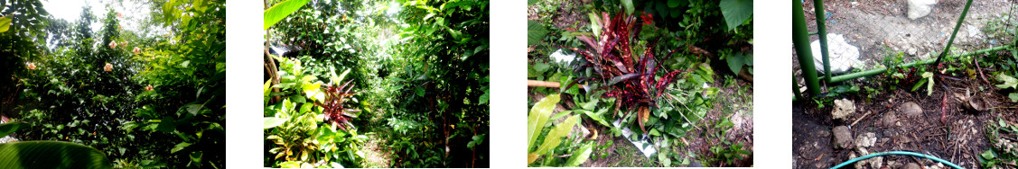 Images of tropical backyard hedge
        trimmed with cuttings replanted along new fence