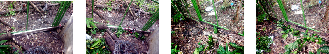 Images of hedge trimmings replanted along new fence in
        tropical backyard