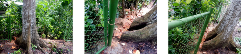 Images of work on tropical backyard fence