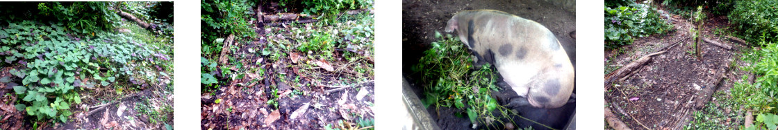 Images of tropical backyard garden
        patch cleared of unwanted growth