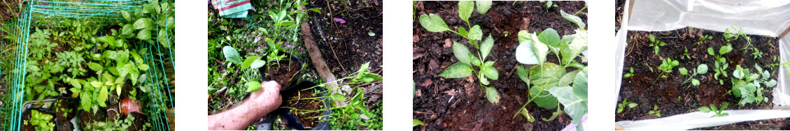 Images of tropical backyard garden patch planted with
        various seedlings