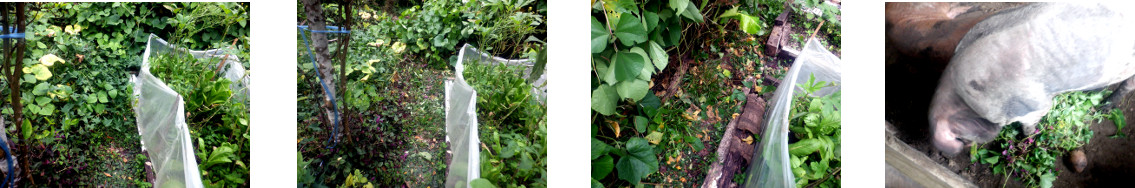 Images of tropical backyard path
        cleared of unwanted growth