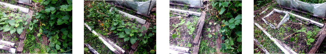 Images of tropical backyard garden
        patch cleared of unwanted growth