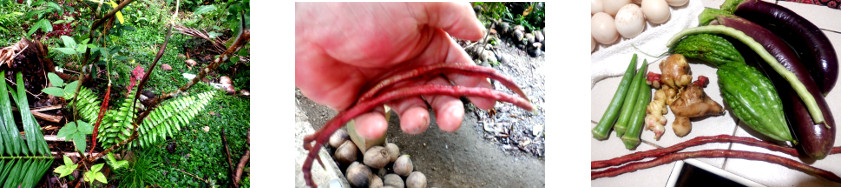 Images of a small harvest from
        tropical backyard