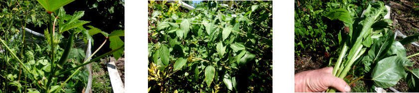 Images of small harvest from tropical backyard