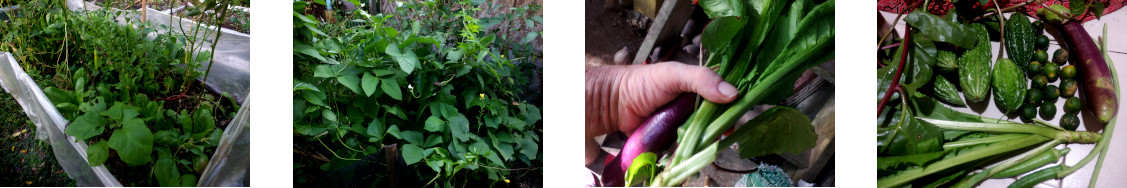 Images of small harvest from tropical backyard