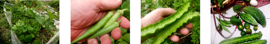 Images of small harvest from tropical backyard