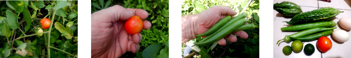 Images of small
      harvest from tropical backyard