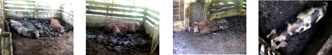 Images of tropical backyard pigs on a hot day