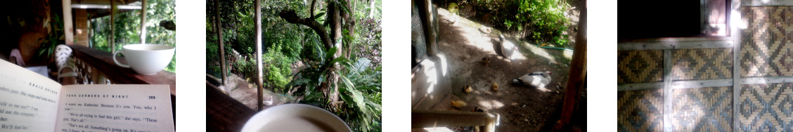 Images of a hot day in tropical backyard