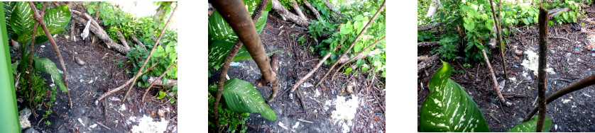 Images of symbolic blocking of
        entrance by tropical neighbours