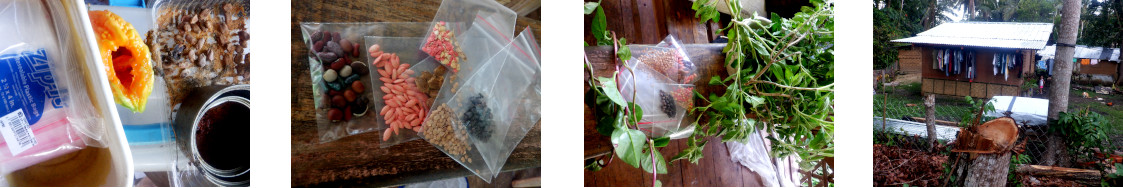 Images of seeds and plants given to tropical
            neighbours