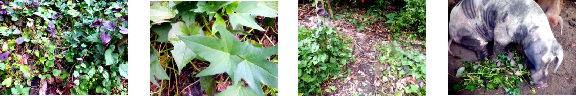 Images of tropical backyard path
        cleared and the unwanted growth fed to pigs