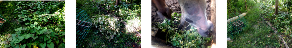 Images of tropical backyard garden path cleared of unwanted
        plant growth