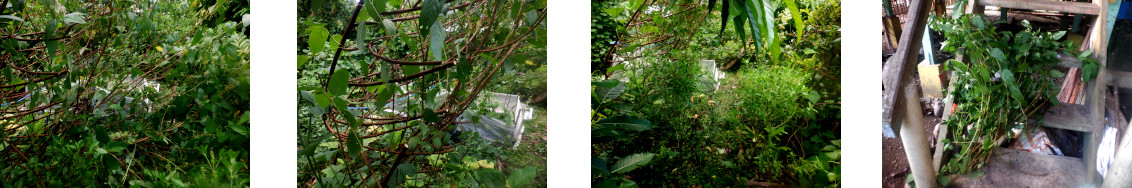 Images of path
        cleared in tropical backyard