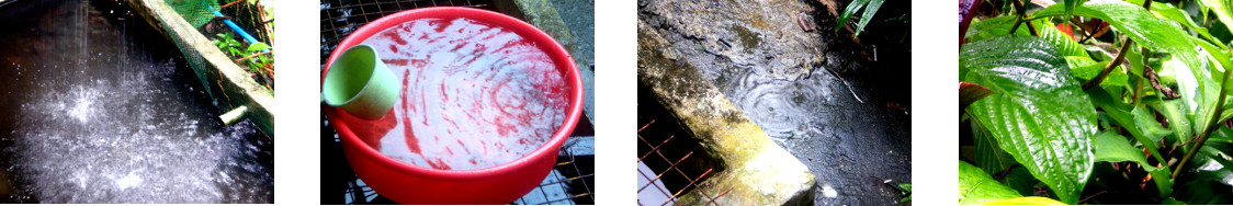 Images of rain in tropical backyard