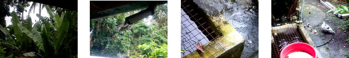 Images of rain in tropical backyard