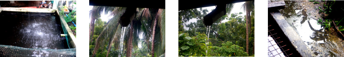 Images of rain in tropical backyard