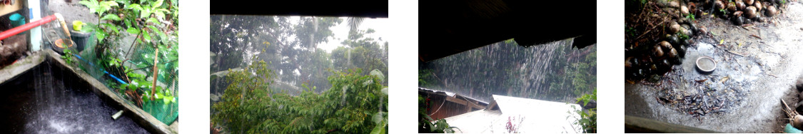 Images of rain in tropical backyard