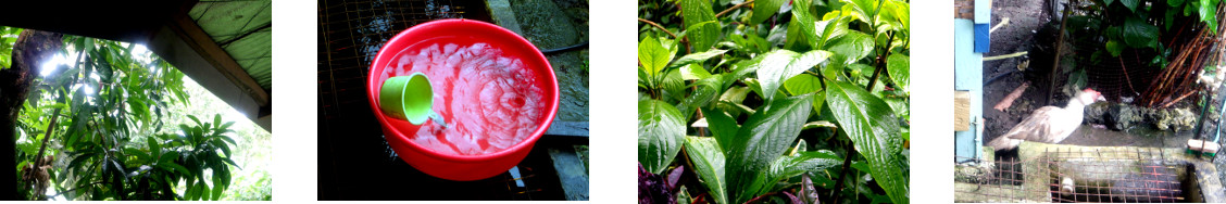 Images of light rain in tropical
        backyard