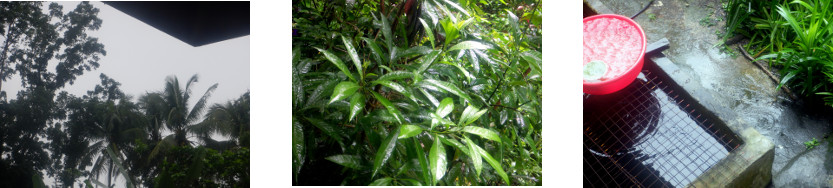 Images of rainy day in tropical
        backyard