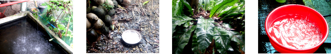 Images of rain in tropical backyard