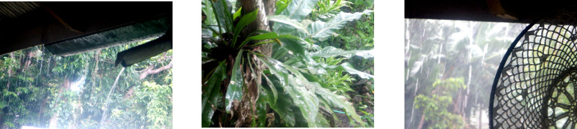 Images of rain in tropical backyard