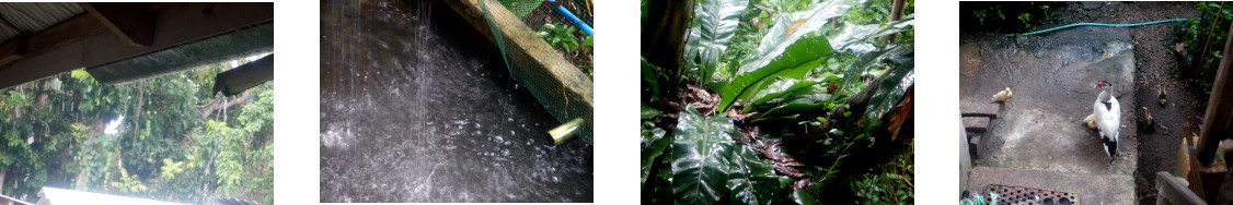 Images of rain in
      tropical backyard