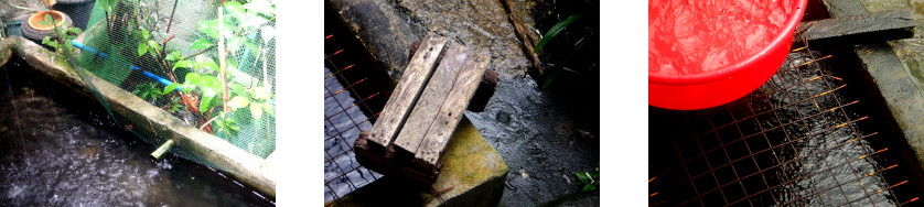 Images of rain in tropical backyard