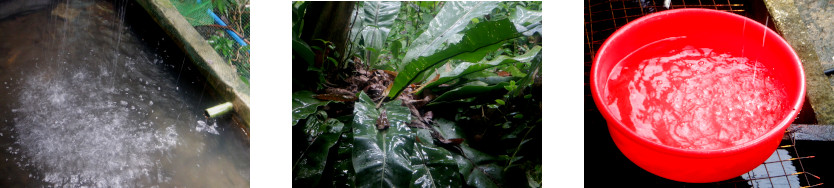 Images of rain in tropical backyard