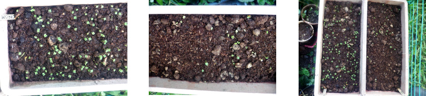 Images of seeds starting to sprout in
        tropical backyard