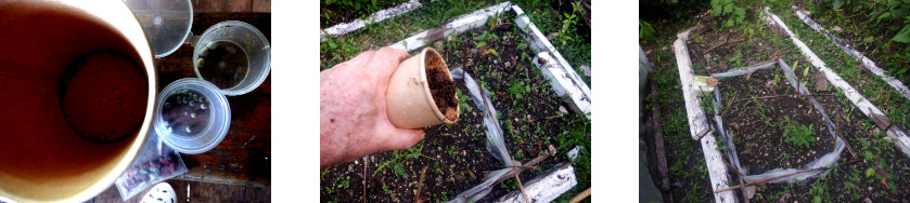 Images of various seeds broadcast in tropical backyard